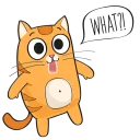 🐱