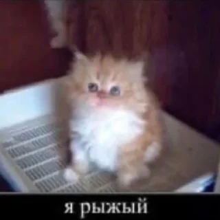 🐱
