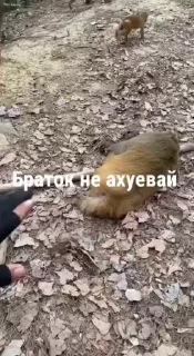 🌟
