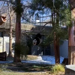 🐼