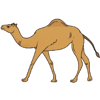 🐪