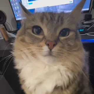 🌟