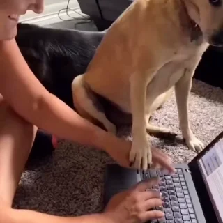 🐩