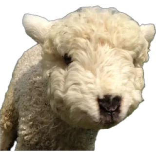 🐑