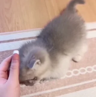 🐱