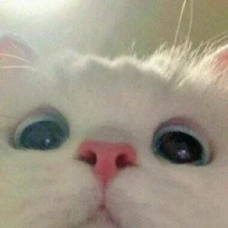 🐈
