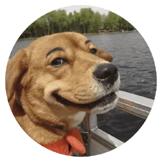 🐶