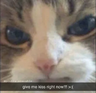 🐱