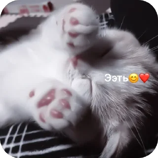🤲