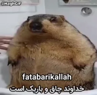 🦫