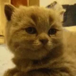😴