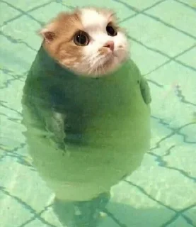 🦭