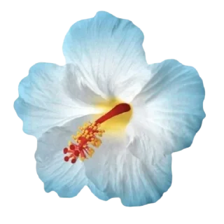 🌺