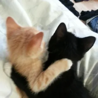 🤍