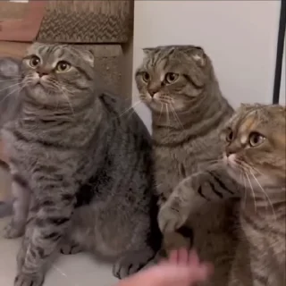 👍