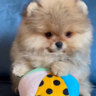 🤩