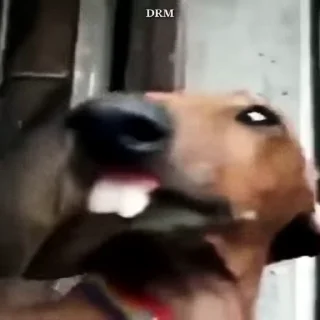 🐾