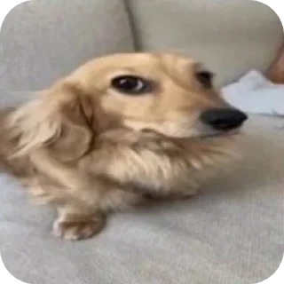 🐶