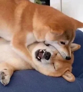 🙈