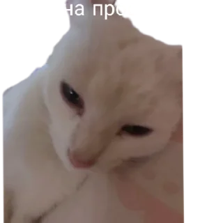 😴