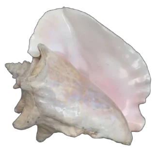 🐚