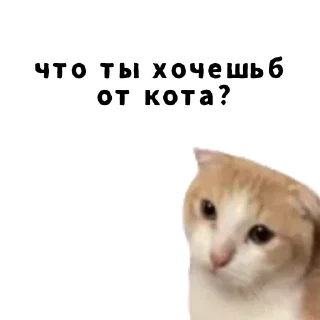 🐱