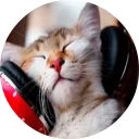 🐱