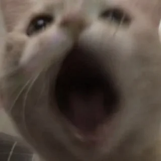 🙀