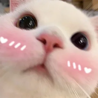 🐈