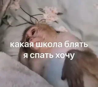 😴