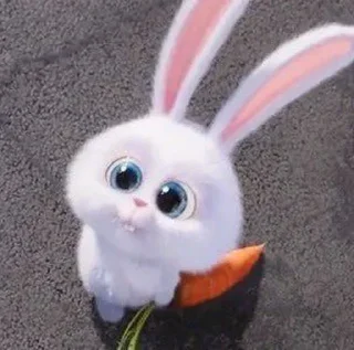 🐰