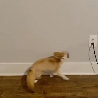 🦊