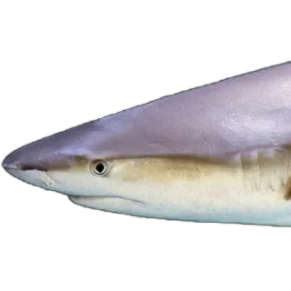 🦈