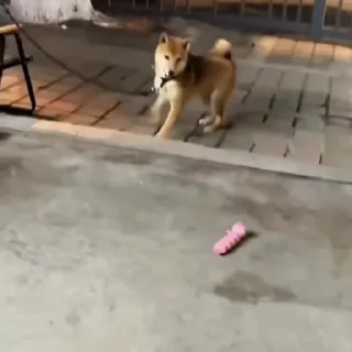 🐩