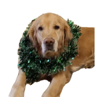 🐶