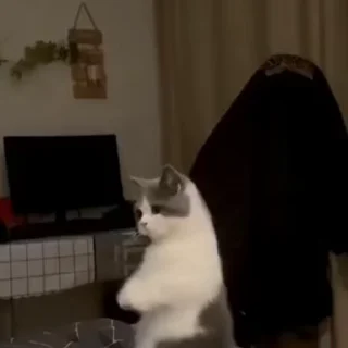 🐾