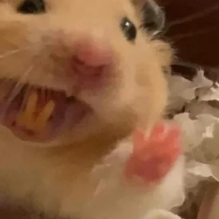 ✌️