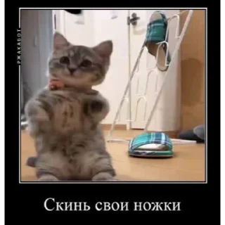 😺