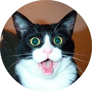 😻