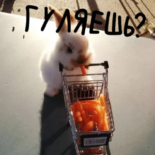 🐰