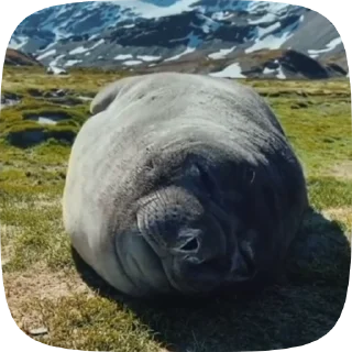 🤧