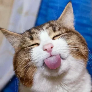 😺