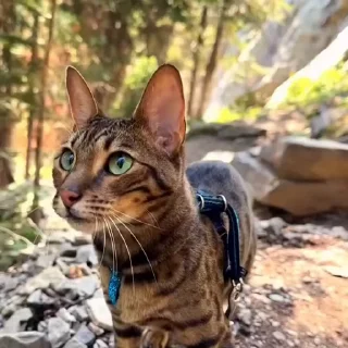 🤩