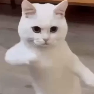 🐈‍⬛️