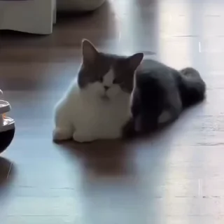 🐈