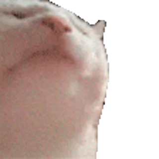 🎵