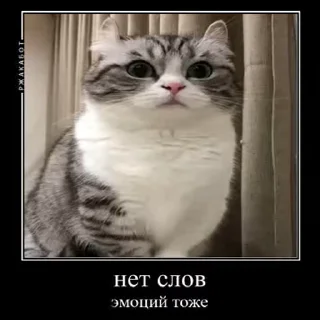 🐱