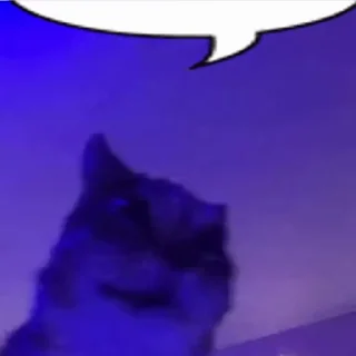 🙀