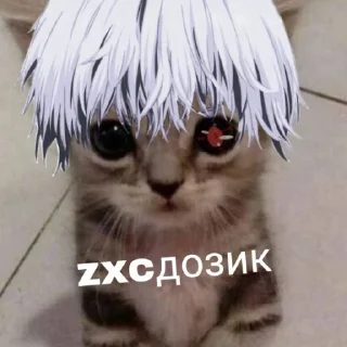 🙀
