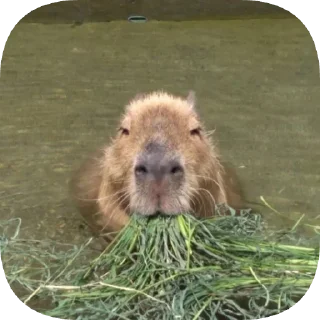 🥬